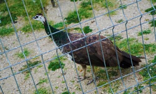 Camin-Pentru-Batrani-Bucuresti-Sector-6-12