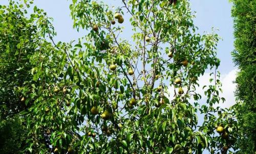 Camin-Pentru-Batrani-Bucuresti-Sector-6-14